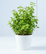 Jade Plant